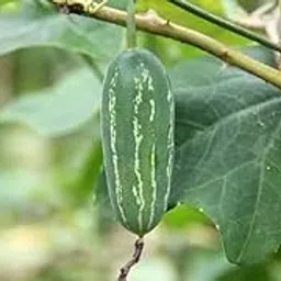 Pencil ivy gourd live plant || live plant for pencil ivy gourd pack of 2-picture-18