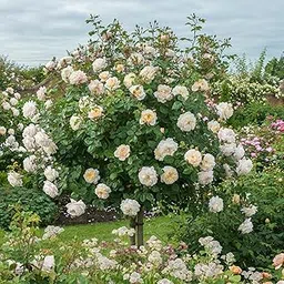 ROYAL LAND Rare Grafted English Tree Rose Plant Emanuel Creamy White Color 2 Healthy Live Plant-image-10