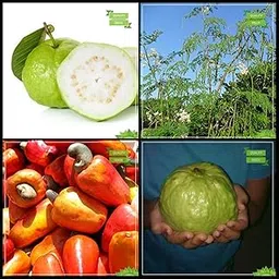 Creative Farmer Seeds And Plants Combo Fruit : Guava, Moringa, Cashew Seed, Giant Guava Tree Seeds Terrace Gardening-picture-29