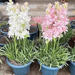 DUYZGRO® Rajnigandha Flower Bulbs for Home Gardening Pack Of 10 bulbs (WHITE & PINK)-picture-26