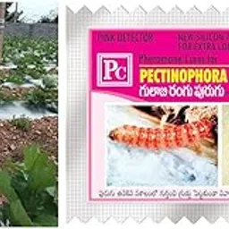Pheromone Trap with pectinophera gossypilla (Pink boll Worm)-10pack-picture-19
