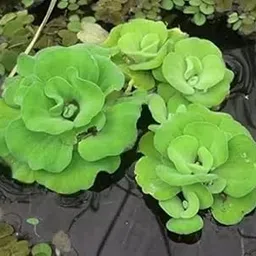 Sunshine Gardenstn Live Aquatic Floating Aquatic Plants Water Lettuce for Aquarium, Ponds, and Fish Tanks-picture-17