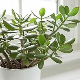 Garden Nature Care Good Luck Jade Plant Live Indoor Plants with Pot, Best for Living Room, Kitchen, Bedroom, and Office Table-picture-33