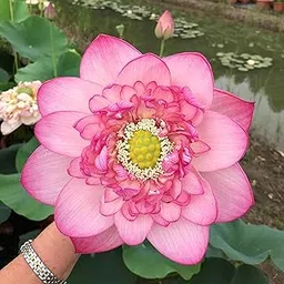 ABEFARIYA All Season laxmi pink Lotus Tuber for planting (Lotus Tuber) Aquatic plants For planting I Kamol tuber plant I Organic Water Lilies Flower plants for home garden I Blooming Within 35-45 Days-image-75
