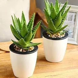 door to garden Garden Nature Care Aloe Vera Easy Care Succulent Healthy Ayurvedic Medicinal Live Plant Air Purifier Indoor and Outdoor Gardening Plant-picture-35