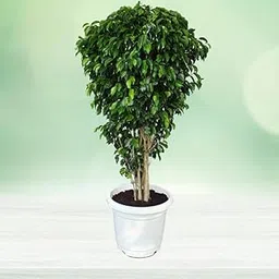 Plants Live Nursery Ficus Benjamina, Weeping Fig - Plant-image-98