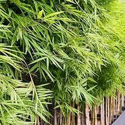 Bambusa bamboo seeds || Seeds for bambusa bamboo || 100 seeds-picture-12