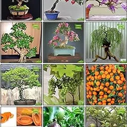 Creative Farmer Garden Seed Combo Fruit Bonsai Suitable & Flower Bonsai Suitable : Jacaranda, Orange Jessamine, Pride Of India, Yellow Flametree, Coco Tamarind, Lemon Guava, Pomagranate, Grape, Orange, Papaya, Passion Fruit - Violet, Thailand Guava Kitchen Garden Pack-picture-31