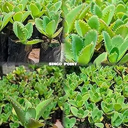 SINGO POINT Rare Kalanchoe Pinnata Live Plant – Pathorkuchi/Miracle Leaf/Mother of Thousands – Medicinal Succulent – Natural Baby Plantlets – Indoor/Outdoor (Pack of 2)-image-11