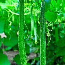 Desi Nenua Seeds for Home Garden – Buy high germination rate seeds Online - Pack of 38-picture-30