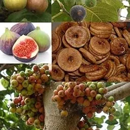 Original Poona Variety All Time Anjeer Fig Plant, Hybrid Dumur, Air Layered Plant (Fruit After 6 Month) image 1