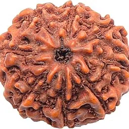 8 Mukhi Rudraksha Bead Indonesian,Java Rudraksha Lab Certified Natural Quality Original Rudraksha Bead for Men & Women, Origin Indonesian, Color Brown, Bead Size 10-15 mm-picture-27