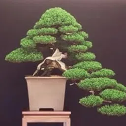 Creative Farmer Bonsai Suitable Plant African Cypressâ Bonsai Suitable Seeds (Pack Of 5) For Home Dã©Cor-image-4