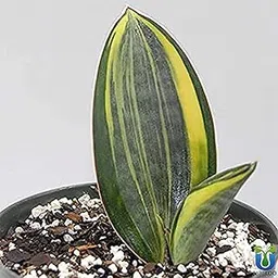 UGALOO Sansevieria Masoniana Whale Fin Snake Plant Air Purifying Variegated-image-4