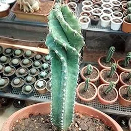 healthy vibe with green Healthy Vibe Cereus Forbesii Spiralis Live Plant | Rare & Unique Spiral Cactus | Low Maintenance & Drought-Tolerant Succulent for Home & Garden Décor-picture-24