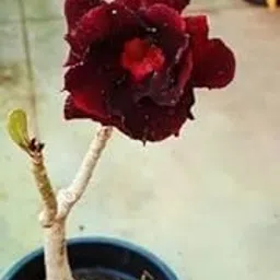 Hybrid Grafted Adenium Bonsai Desert Rose Flower Indoor Plant MultiColour Mixed Variety Mature for Flowering with Free Plastic Pot Pack of 1-image-88
