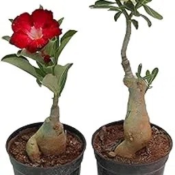 PlantaZee Adenium Bonsai Set of 2 Plants with Pots (Black)-picture-13