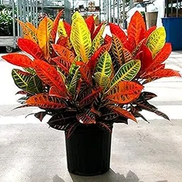 OhhSome Air Purifier Croton Variegatum Petra Indoor Evergreen Live Plant Suitable For Pots (Healthy Plant), (PLANT-268-CROTON|902YKA@)-image-86