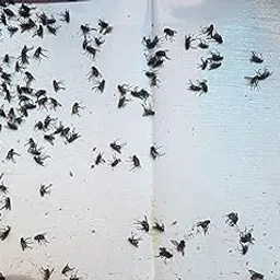 Myfam Fly Stick Paper/Fly Trap Sticker Paper for Home Flies - 20 nos-picture-12