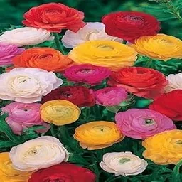 Ekaaksh - Ranunculus Buttercup Bloomingdale Mix Colors Flower Bulbs for gardenng (Pack of 1 Bulb)-picture-33