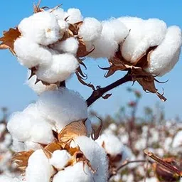 Meadawgs® Pull String Aerial Yoga Pull With Pilates Pull String-picture-52