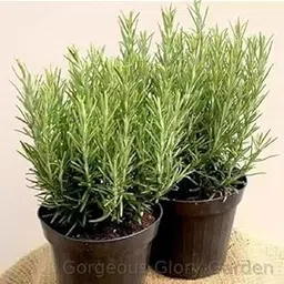 Gorgeous Glory Garden Live Set Of 2 Green Rosemary Plant Rosmarinus Officinalis Gulmehandi Indoor Rujamari Medicinal Herb Live Plant Home and Garden with Plastic Pot (Pack Of 2 (Green))-image-10