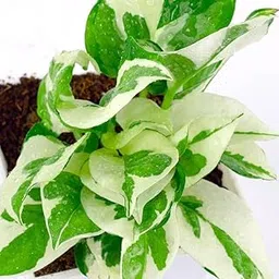 Greenursery Live Indoor Plant For Living Room Balcony Home And Office Decoration Decor Live Plant with Beautiful Color Pots (Money Plant White)-image-21