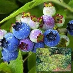 Rare Imported Live Blueberry Plant in Black Pot – Pack of 1 | Indoor & Outdoor Fruit Bearing Potted Plant | Healthy Blueberry Bush for Home & Garden-picture-16