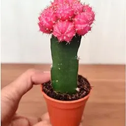 CAPPL Grafted Moon Cactus - Live Plant, Small (Pink) indoor, low maintenance-picture-12