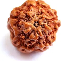 RudraBliss 5 Mukhi Rudraksha Original Certified IGL 5 Mukhi Indonesian Rudraksha Collecter Size Java Kalagni Rudra Indonesian Rudraksha Panchmukhi Rudraksha 5 Face Rudraksha 5 Mukhi Indonesian Bead-picture-19