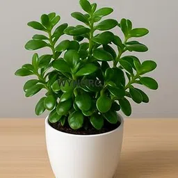 WYNORG | Jade Plant in White Pot | Indoor Succulent | Air Purifying Low Maintenance Decorative Plant for Home & Office-picture-18