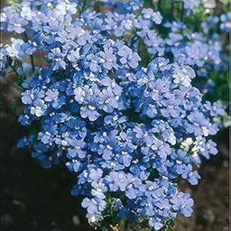 M-Tech Gardens Rare Nemesia " Blue Gem " Exotic 30 Seeds for Growing-picture-14
