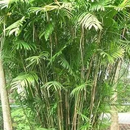 Live Bamboo Palm Indoor Air Purifier Chamaedorea Elegans Live Plant With Black Plastic Pot-image-22