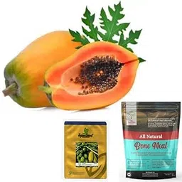 Premium Papaya (Hybrid) Seeds (High Yielding Variety) with Free bone meal (1kg PKT) | Sow and Grow Fresh-picture-10