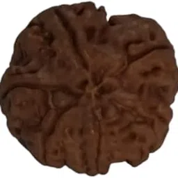 Rudraksham 6 Face - Powerful Rudraksham Six Mukhi Beaded-picture-49
