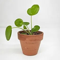 The Royal Gardening Live Lucky Coin Money Plant- Easy Care, Air-Purifying Indoor Plant for Home and Office Decor Plant-image-9