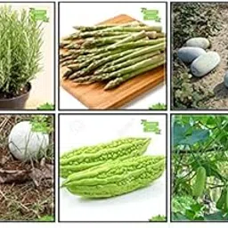 Creative Farmer Seeds Garden Combo Herb Seeds & Vegetable Seeds : Amaranthus(Green), Ashgourd, Bhindi (Arka Anamika), Bottlegourd, Rosemary, Asparagus For Gardening-picture-34