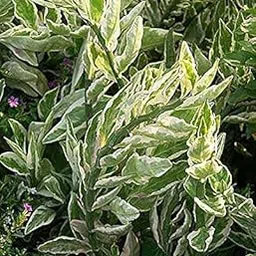 Greenwise Devil's backbone plant | Zig Zag Live Plant | Excotic Rare Plant-picture-33