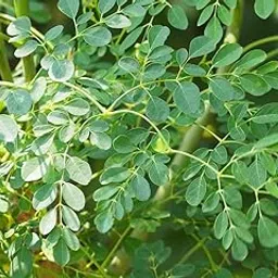 Mphmi Moringa Plant - Medicinal Plant-picture-12