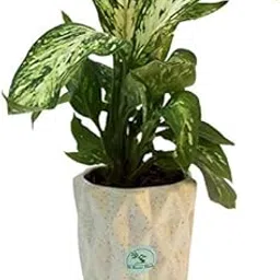 The Bonsai Plants - Air Purifier Variegated Aglaonema Indoor Plant With Free White Crystal Glass Shaped Ceramic Pot For Home And Office-picture-11