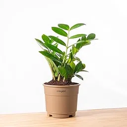 Kyari Zamia Green (Zz) Air Purifier Plant with Brown Grow Pot - 3.5 Inch-picture-11