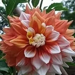 Radha Krishna Agriculture® Draft Dahlia Good Luck Plant Flower Bulbs For Outdoor And Indoor Gardening Pack of 1 Bulbs-image-93