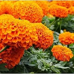 Hybrid Orange Marigold Live Plant, Blooming Flower Plant for Garden, Terrace and Balcony, Low Maintenance, Fast Growing, Decorative Outdoor Plant with Pot-picture-37