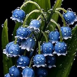 Ritz Farming® Lily Of The Valley Flower Seeds For Your Home and Gardening Pack of 50 to 60 seeds (BLUE)-picture-17