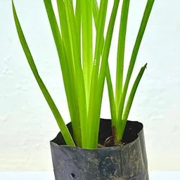 Hithaishi Ayur Series| Vacha|बच/Vayambu/Sweet Flag/Vasambu (Acorus calamus) Medicinal Live Plant (Home & Garden)-picture-45