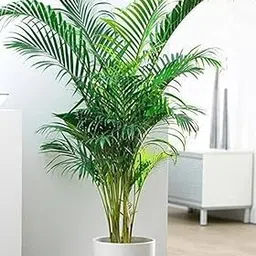 Areca Palm Air Purifier Natural Live Plant With Black Plastic Pot 4 Inch Size-image-37