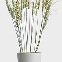 RUKDA® Dried Natural Wheat Sheaves || Decoration Dried Flower Sheaves || Stalks Dried Flower Dry Grass Bouquet for Wedding Table, Home Decoration, Office Decoration, etc - 10pcs-image-11