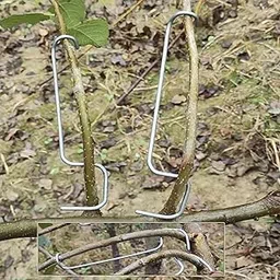 Fruit Tree ​Branch Limb Spreader​ Open Angle Pull Branch Separators Stereotyped Branch Bending Tool Fruit Branch(20 PCS)(T16)-picture-16