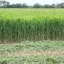 Grass seeds for cow farming, Cow farming grass seeds, Best grass seeds for cow farming (9000 seeds)-picture-24