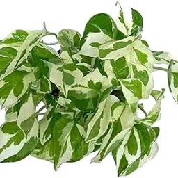 Variegated Money Plant Live – Indoor Decorative Creeper in Pot with White-Green Leaves | Easy to Grow Houseplant |-picture-30